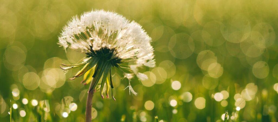 Emoções e Sentimentos